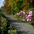 Das Große Springkraut (Balsamine)
