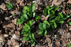 Naturverjüngung