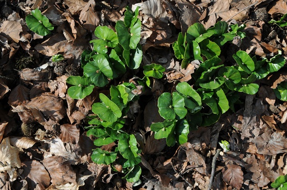 Naturverjüngung