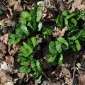 Naturverjüngung