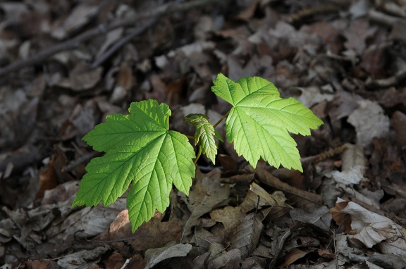 Naturverjüngung