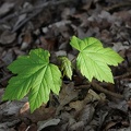 Naturverjüngung