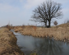 Biotop an der Calenberger Straße