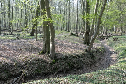 Wald bei Landringhausen