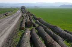 Reiche Holzernte