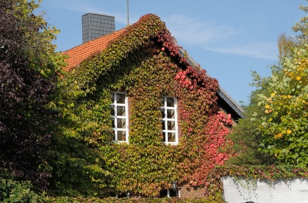 Natürlicher Fassadenschmuck im Herbst
an einem Haus an der Hannoverschen Straße