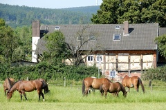 Pferdeweide