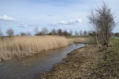 Feuchtbiotop an der Calenberger Straße