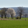 Bäume im Frühling